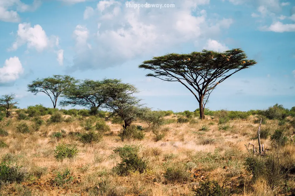 Landscape of Samburu National Reserve