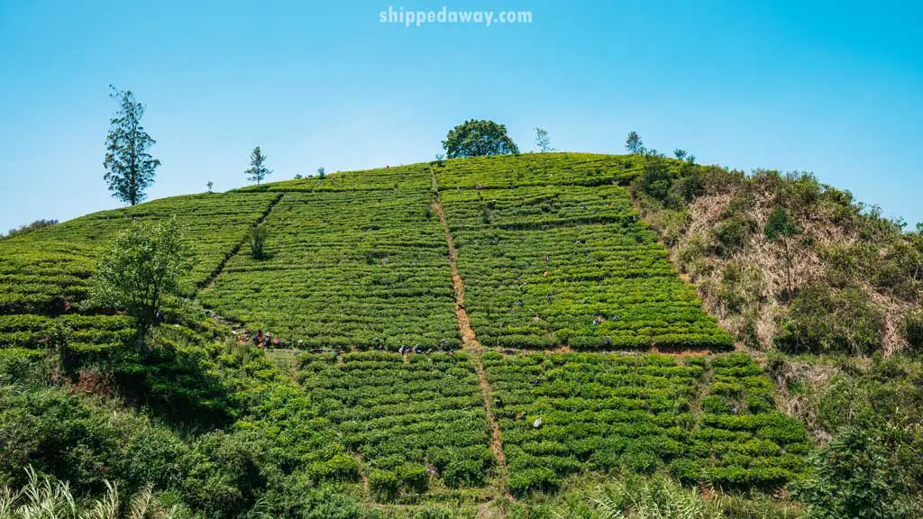 Tea fields seen from the train ride in Sri Lanka