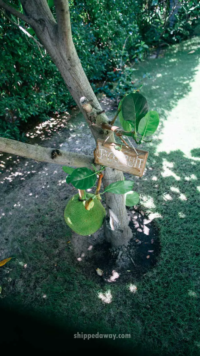 Jackfruit tree at Ananatara Mui Ne