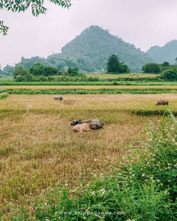 Buffaloes in Ba Khan, Mai Chau