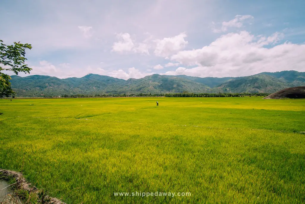 Rice fields in Dak Lak Vietnam