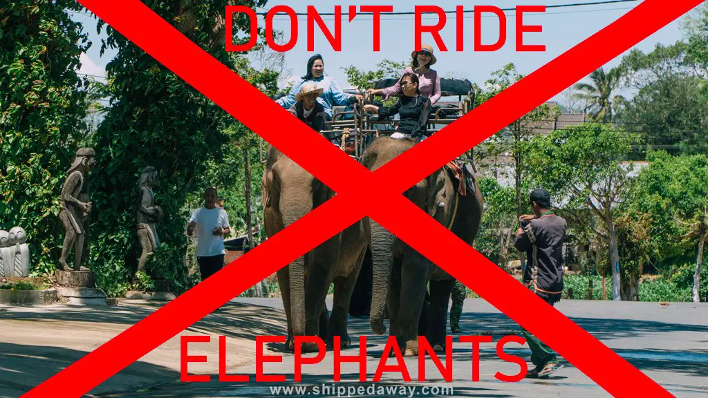 Do not ride elephants in Phuket, Thailand - say no to animal tourism