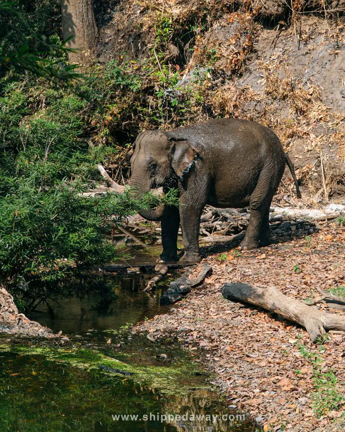 Elephant washing itself at Yok Don National Park