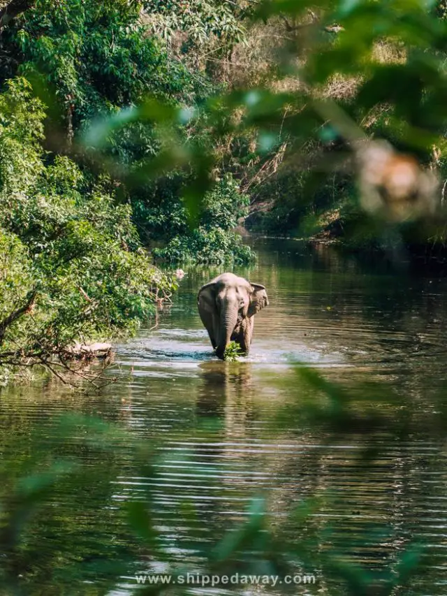 Vietnam’s First Ethical Elephant Experience – Yok Don National Park