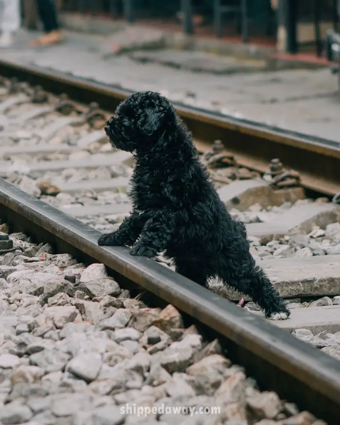 Cute dog on the train tracks in Hanoi