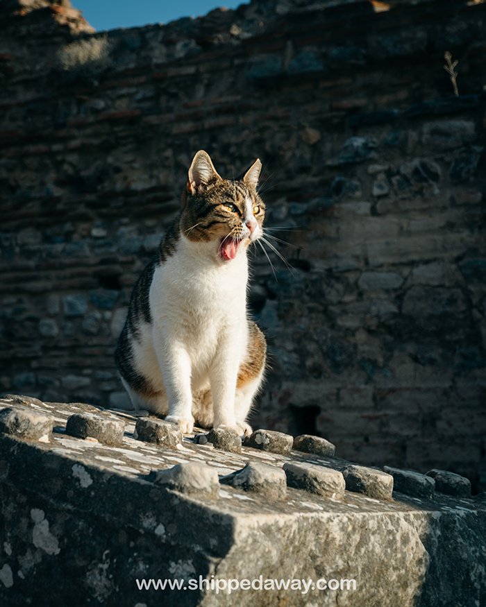 Cat yawning at Ephesus archaeological site in Turkey