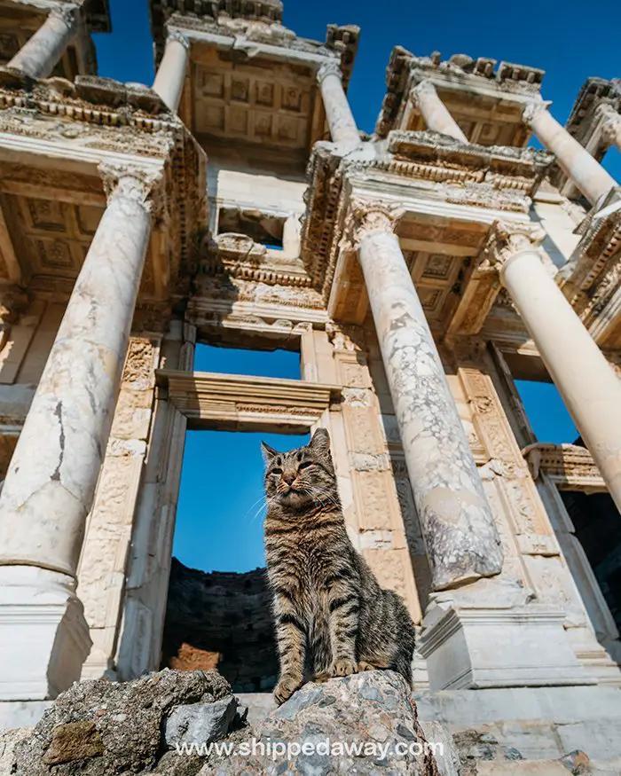 Cats of Ephesus Turkey