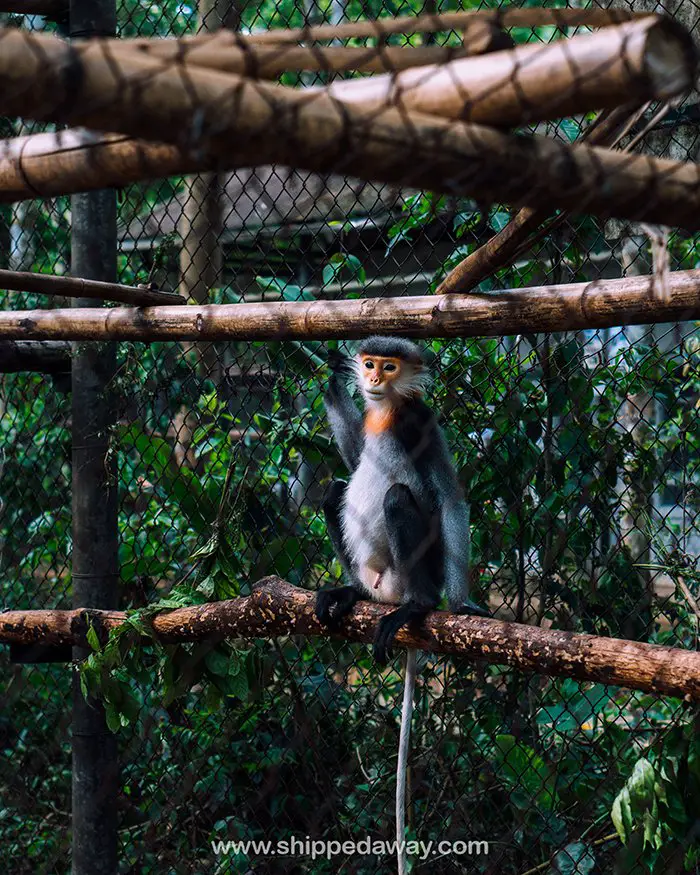 Endangered Primate Rescue Center at Cuc Phuong National Park tour from Hanoi