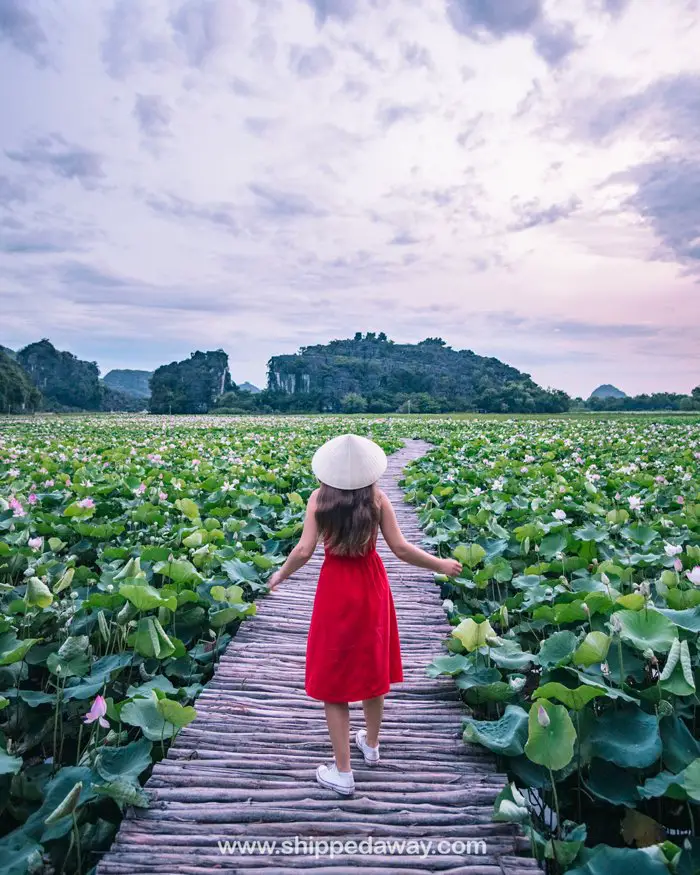Lotus field at Mua Caves, Ninh Binh
