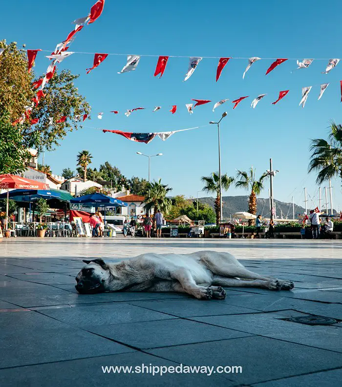 Cute dog on Kas Square, Turkey