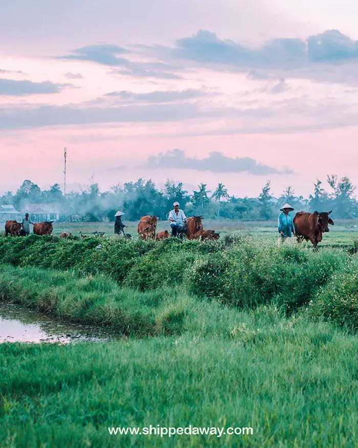 Rice fields of Hoi An, Vietnam