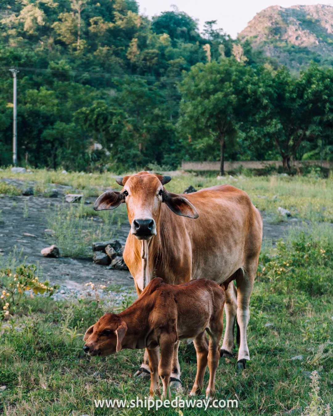 Cow in Van Long Nature Reserve in Ninh Binh