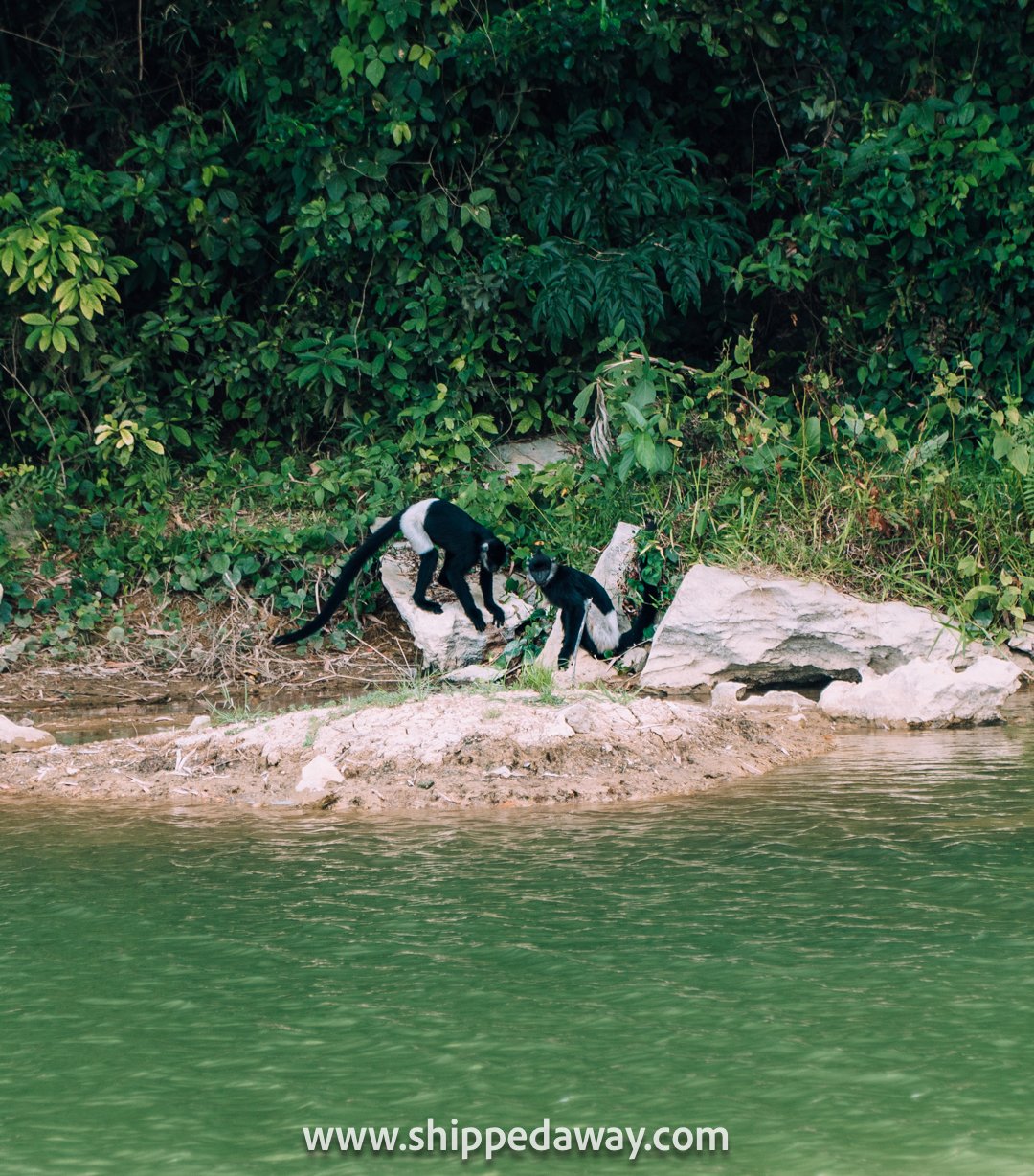 Endangered monkeys in Ninh Binh in Vietnam