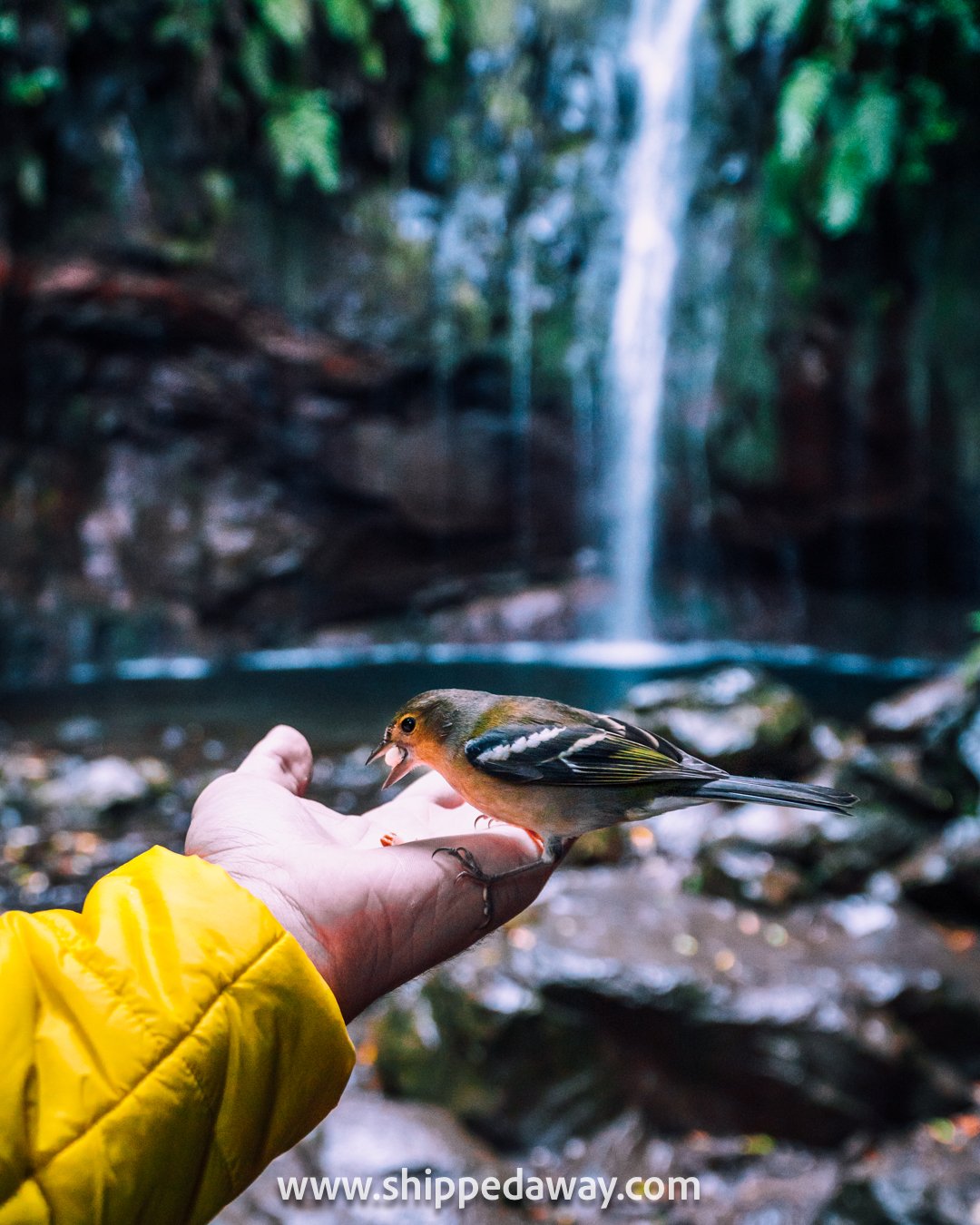 Feeding birds at 25 Fontes waterfall in Madeira