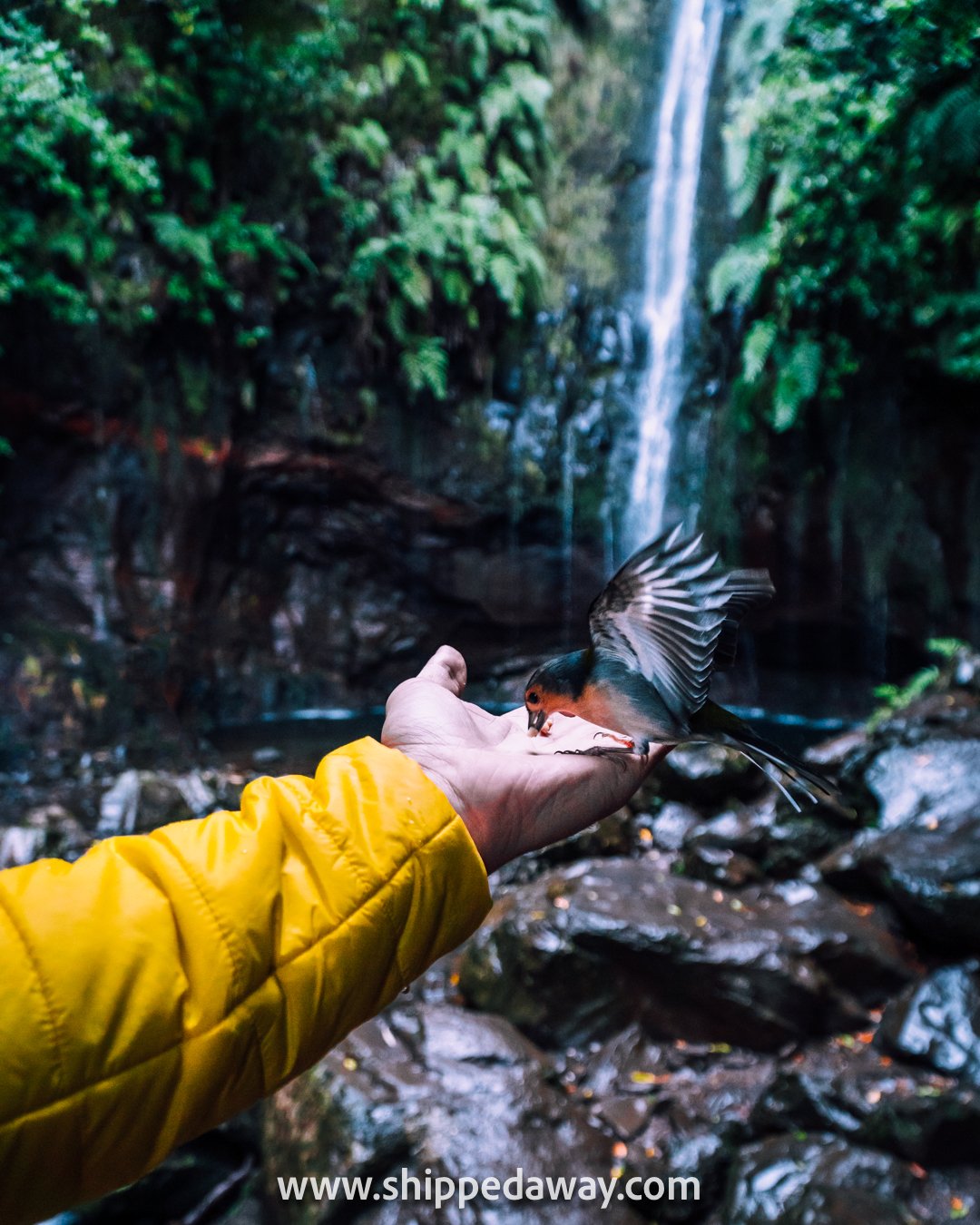 Feeding friendly birds at 25 Fontes waterfall