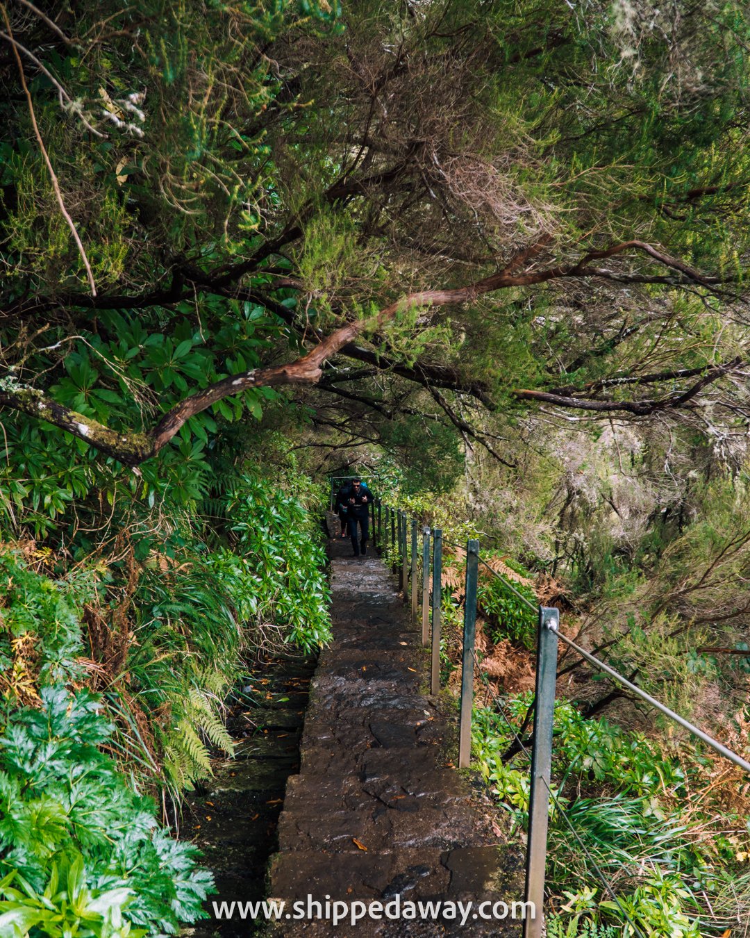 Trail of 25 Fontes Levada Walk in Madeira