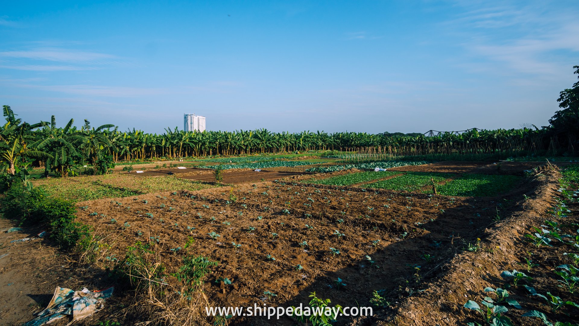 Cultivated vegetable gardens surrounded by banana trees, Banana Island, Hanoi, Vietnam