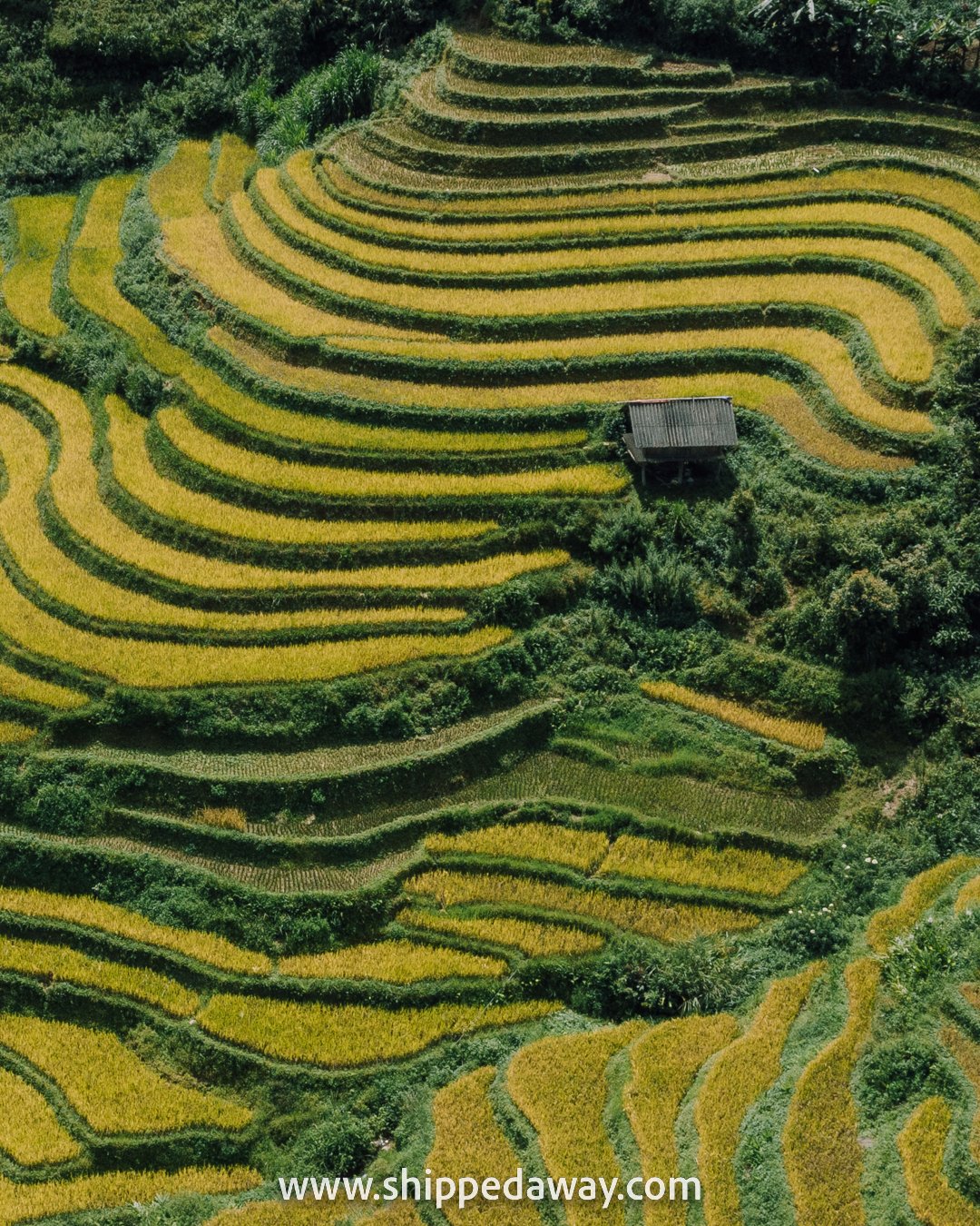 Beautiful terraced rice fields of Mu Cang Chai, North Vietnam