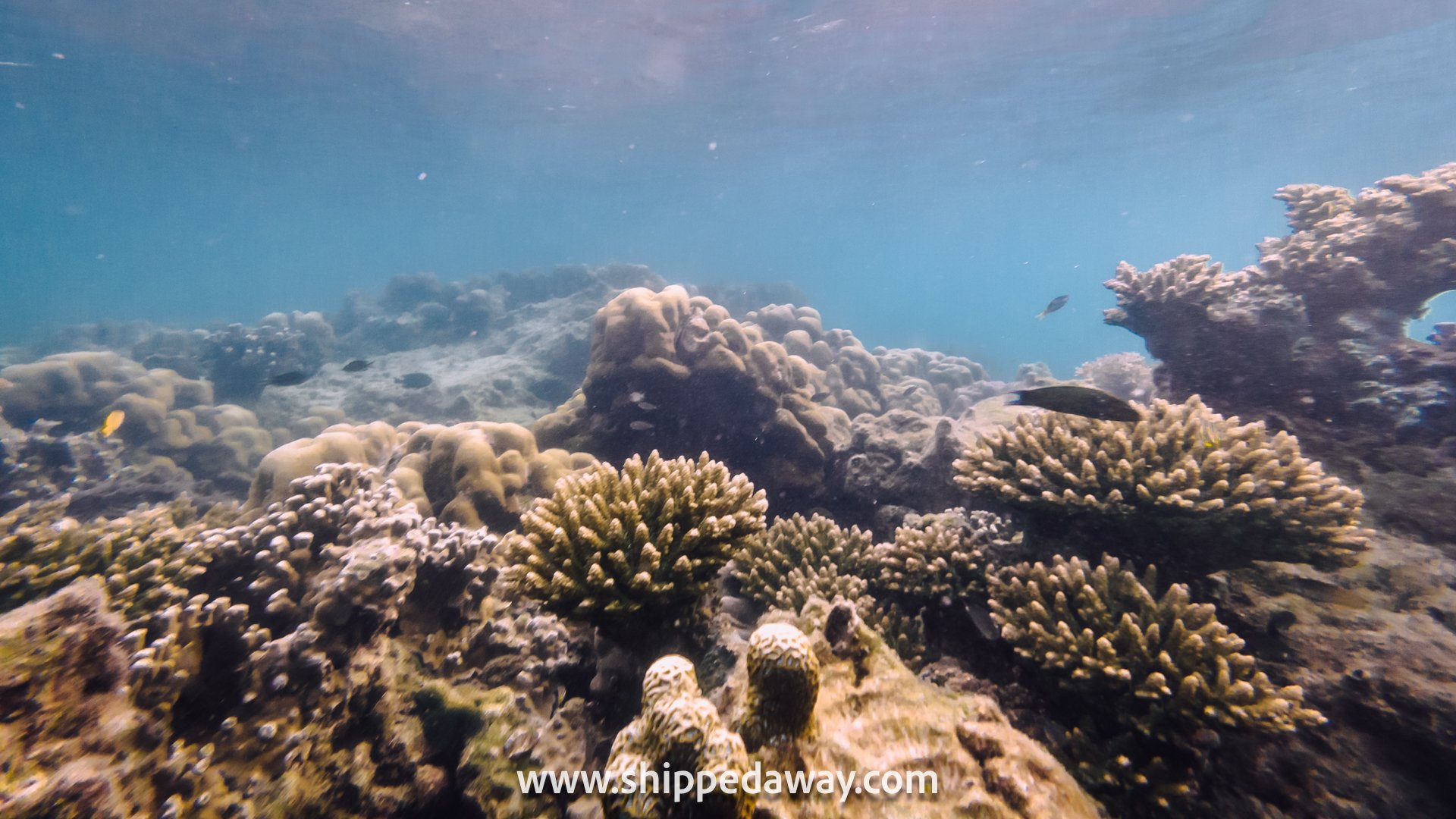 Corals of Krabi 5 Islands Sunset Snorkeling Cruise