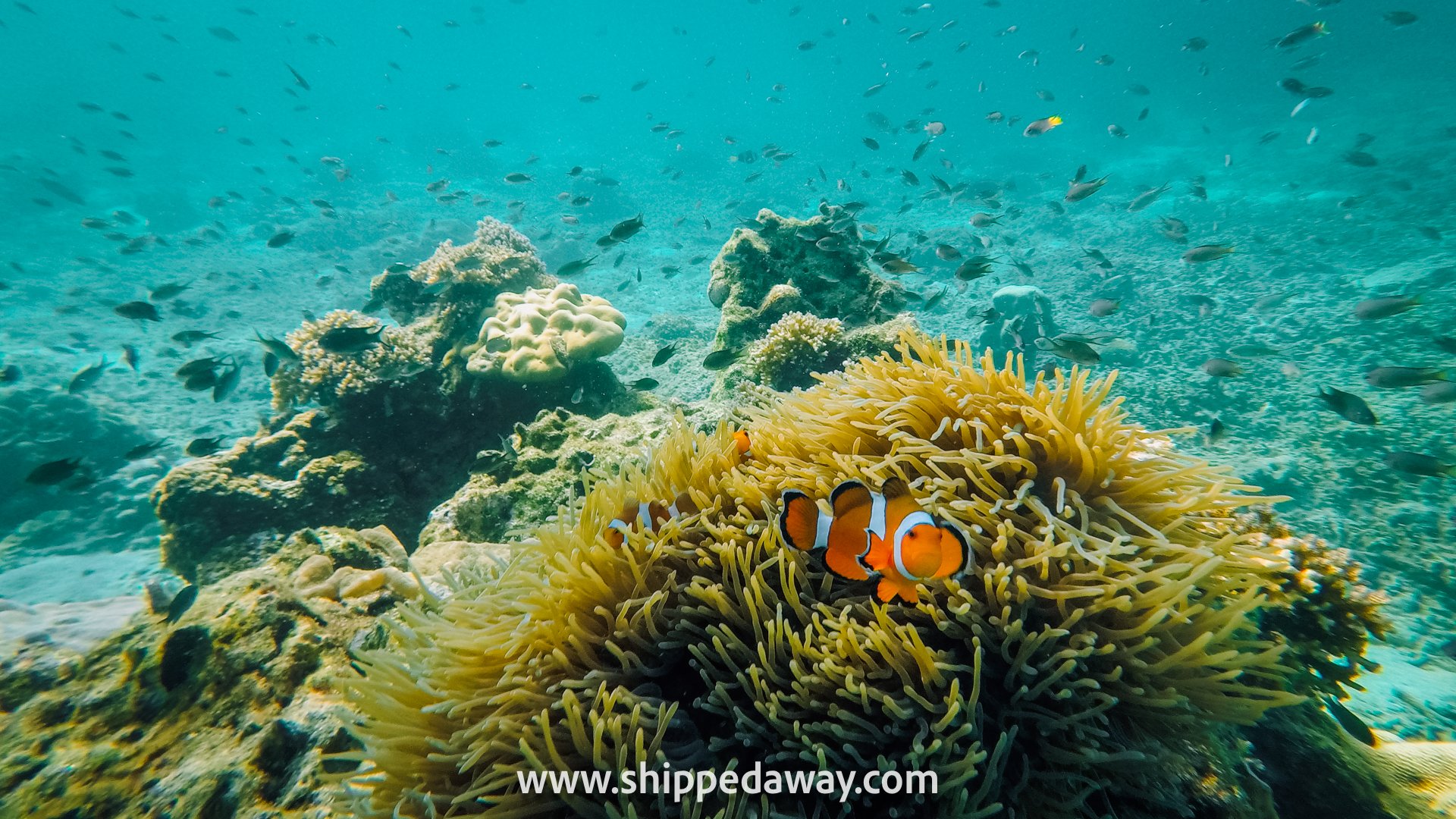 Finding Nemo clownfish among corals - snorkeling, best thing to do in Phi Phi Islands