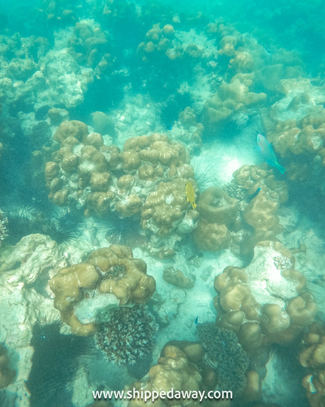 Snorkeling around Phi Phi Islands