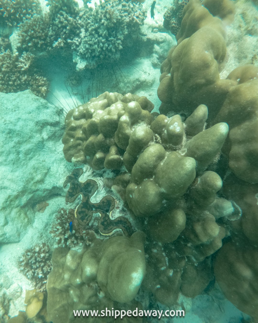Snorkeling on a Phi Phi Islands day trip