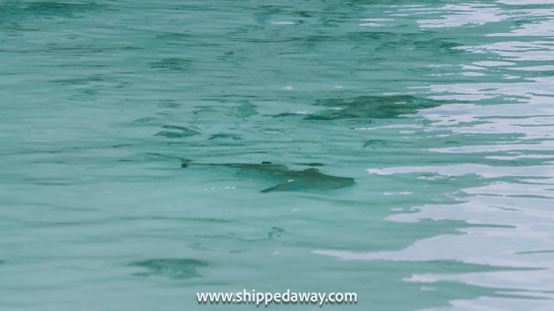 Sharks at Maya Bay, Phi Phi Islands