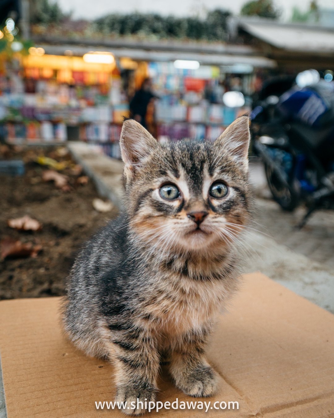 Cat at Second Hand Book Bazaar, Istanbul, Turkey