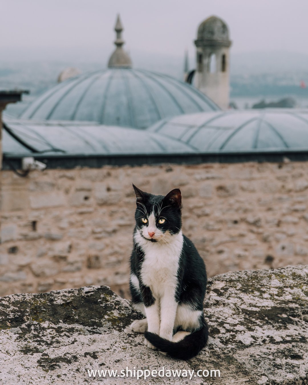Cat at Suleymaniye Mosque rooftops, Istanbul
