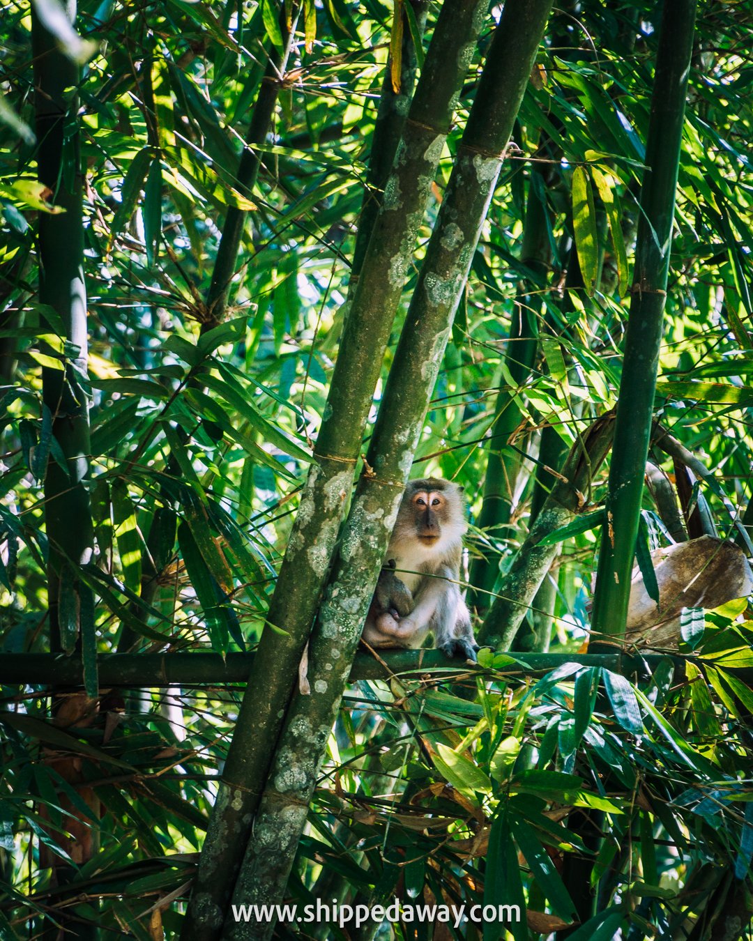 Long-tailed macaque monkey, Khao Sok National Park, Thailand