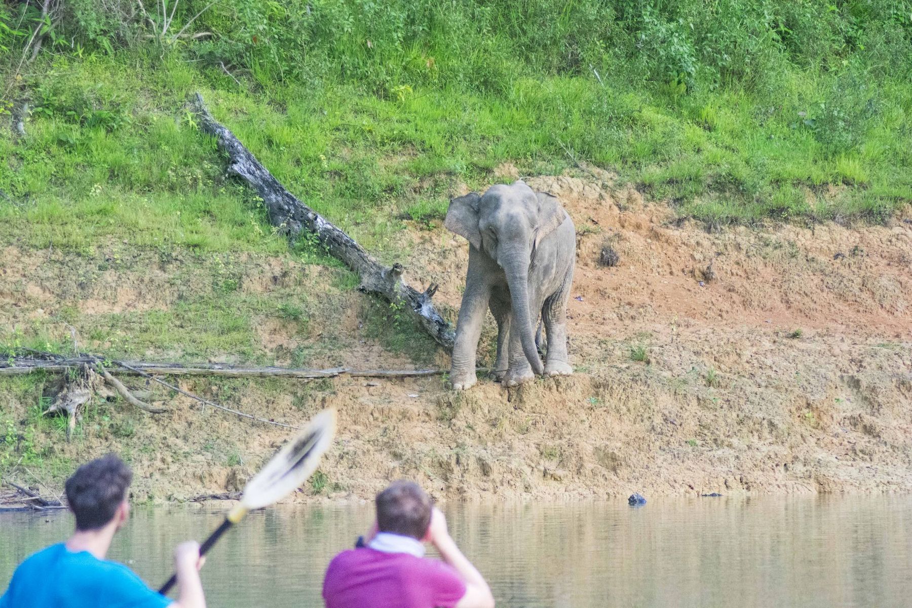Elephant at Cheow Lan Lake