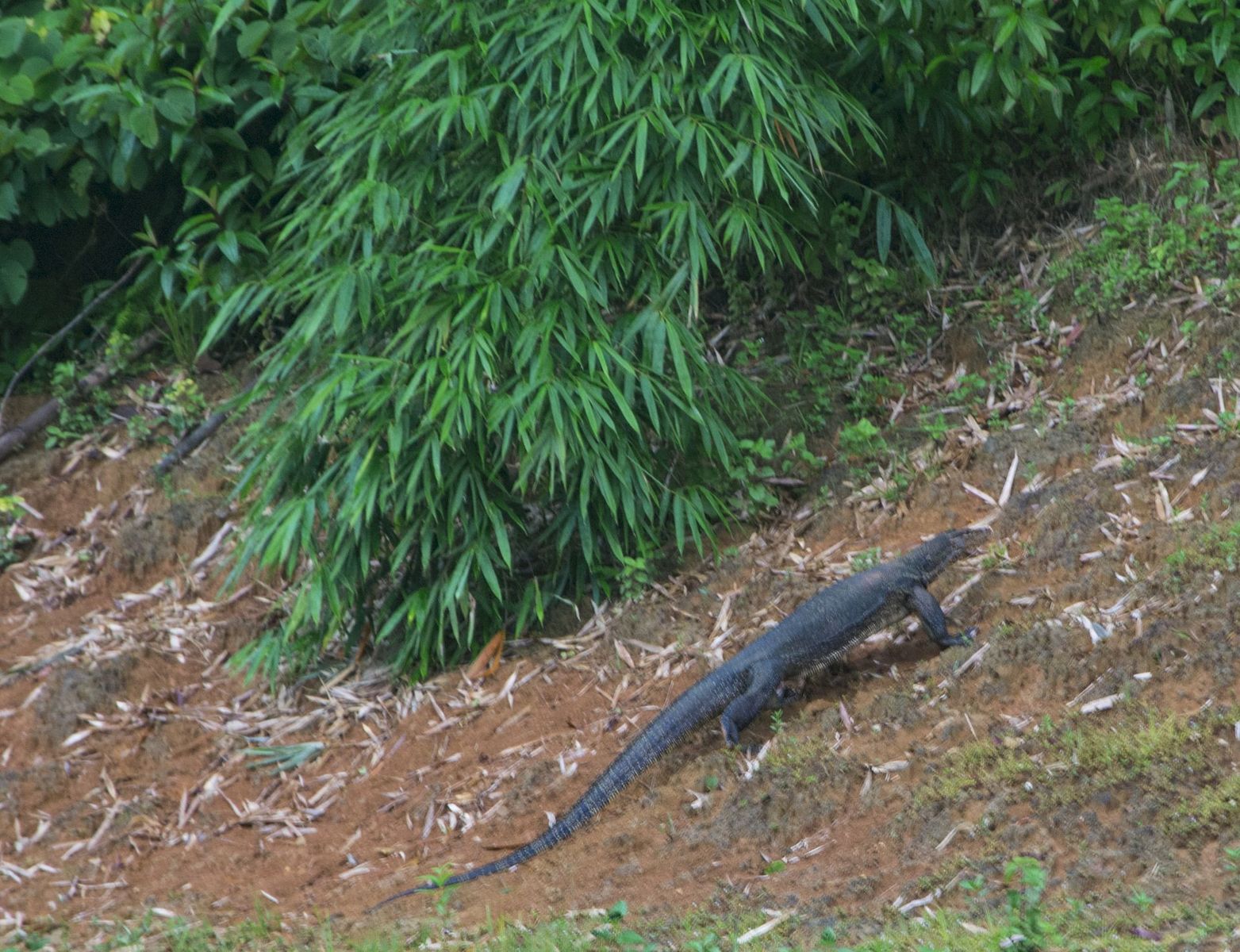 Monitor lizard at Cheow Lan Lake