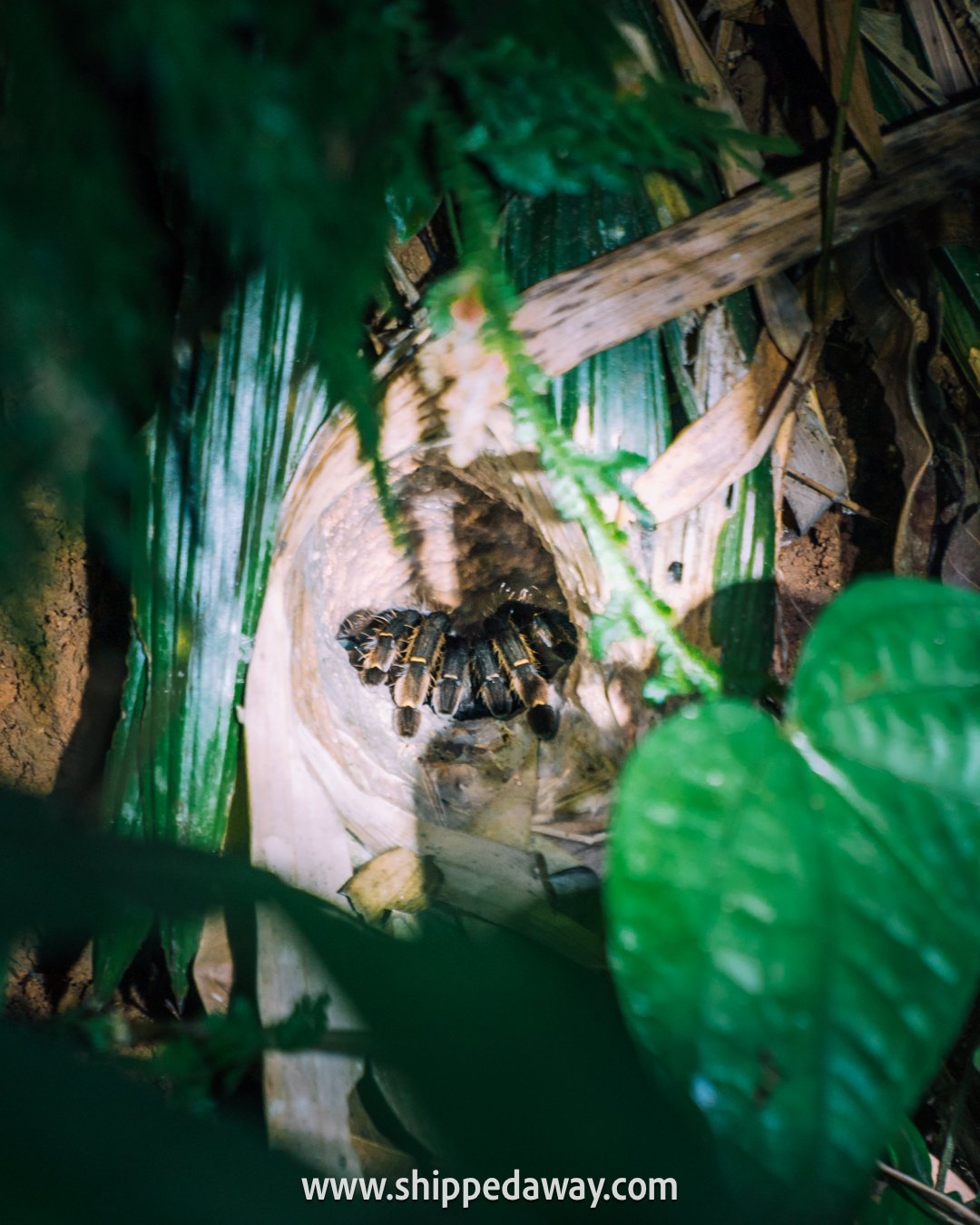 Tarantula hiding in a hole, Jungle Night Safari, Khao Sok National Park