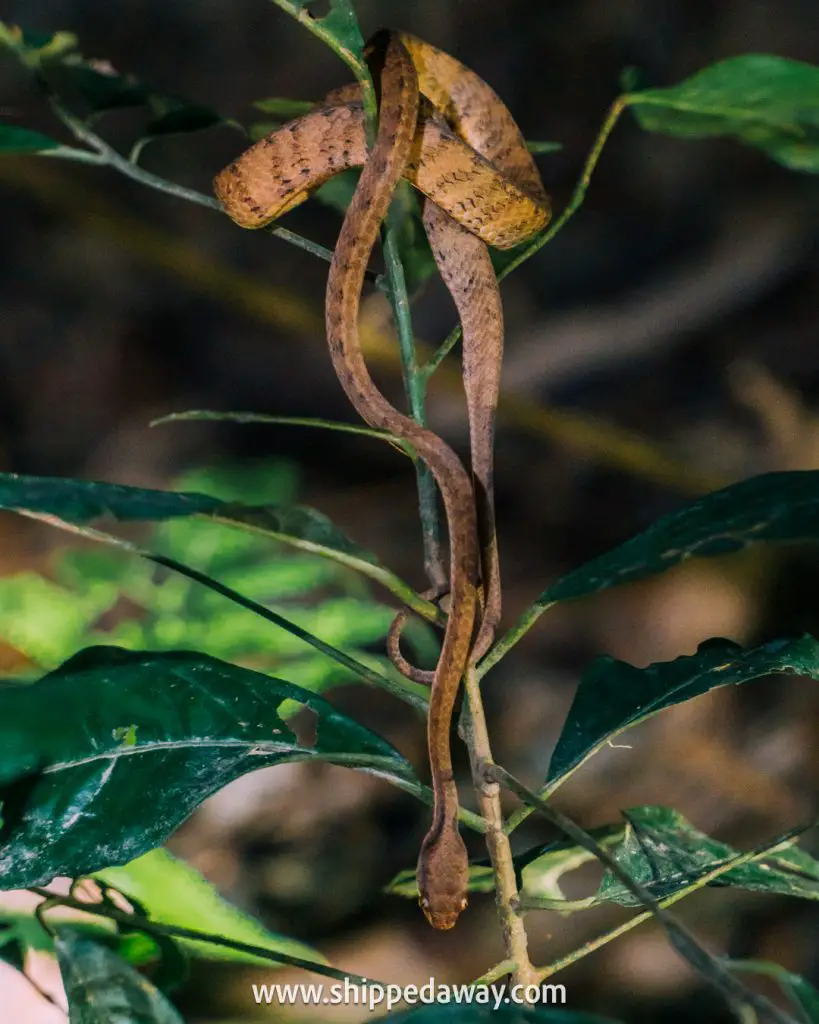 Brown tree snake, Jungle Night Safari, Khao Sok National Park