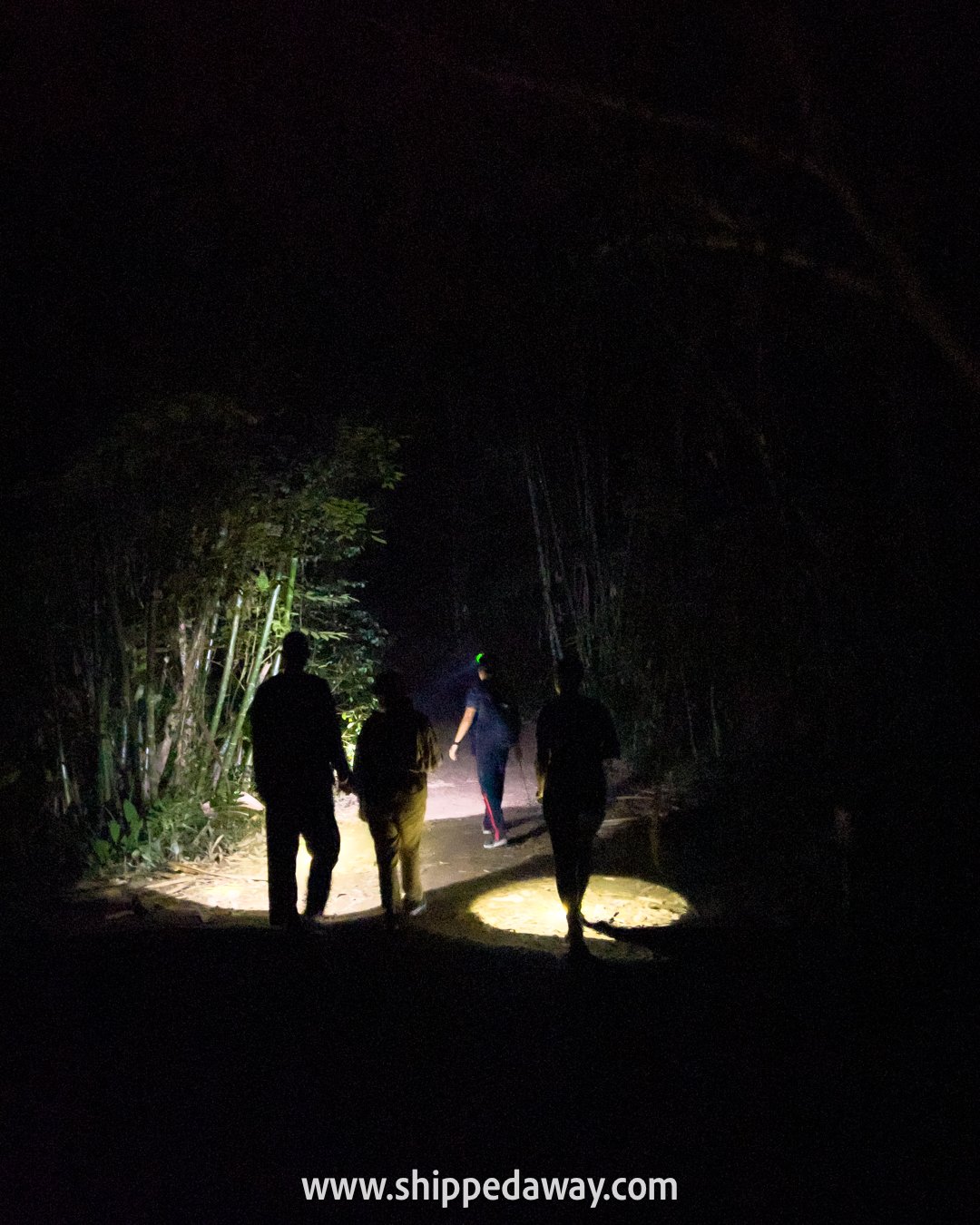 Trekking on Jungle Night Safari, Khao Sok National Park