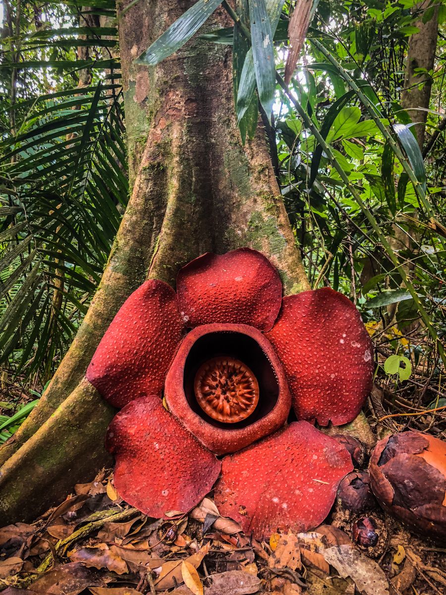 Rafflesia Flower in Khao Sok National Park
