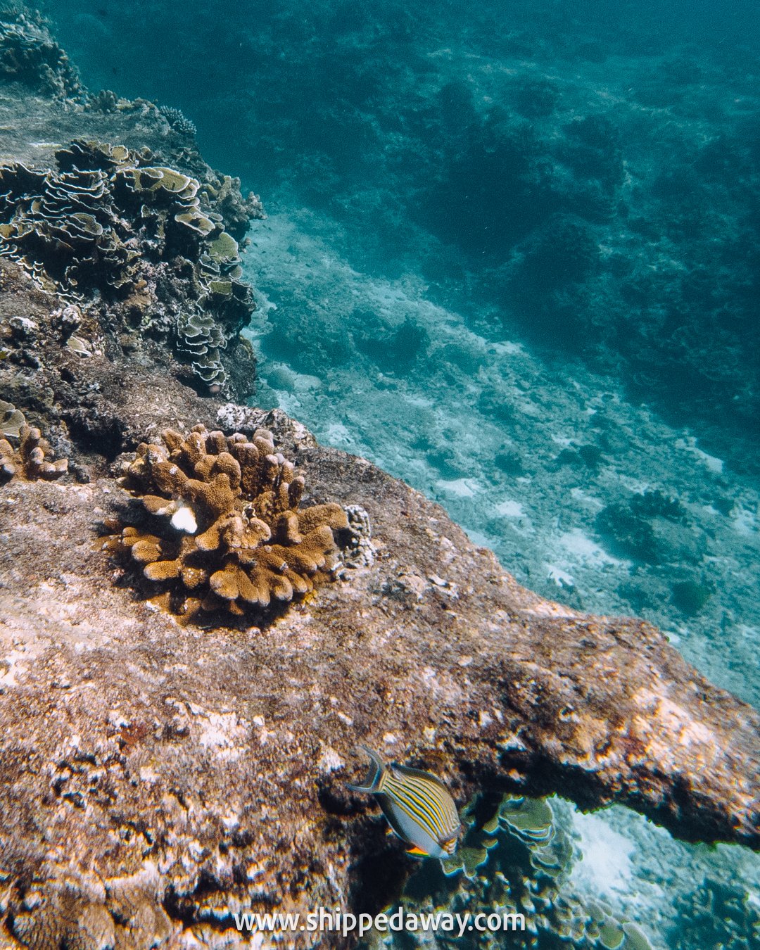 Corals and fish, snorkeling, Similan Islands