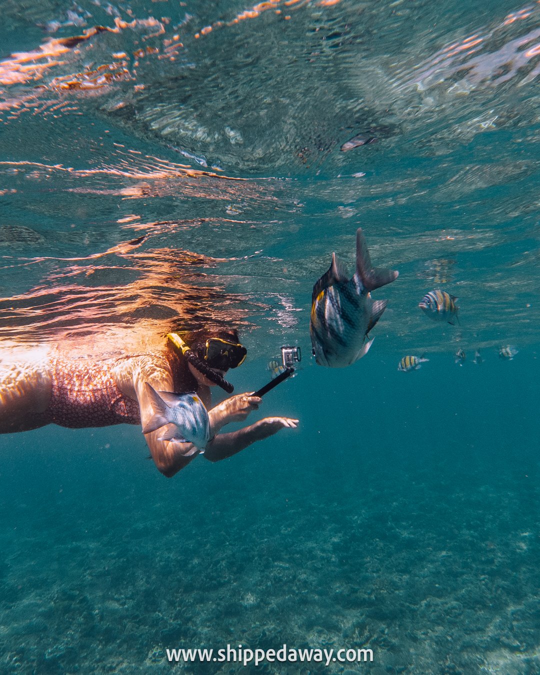 Arijana Tkalcec snorkeling with fish, Similan Islands