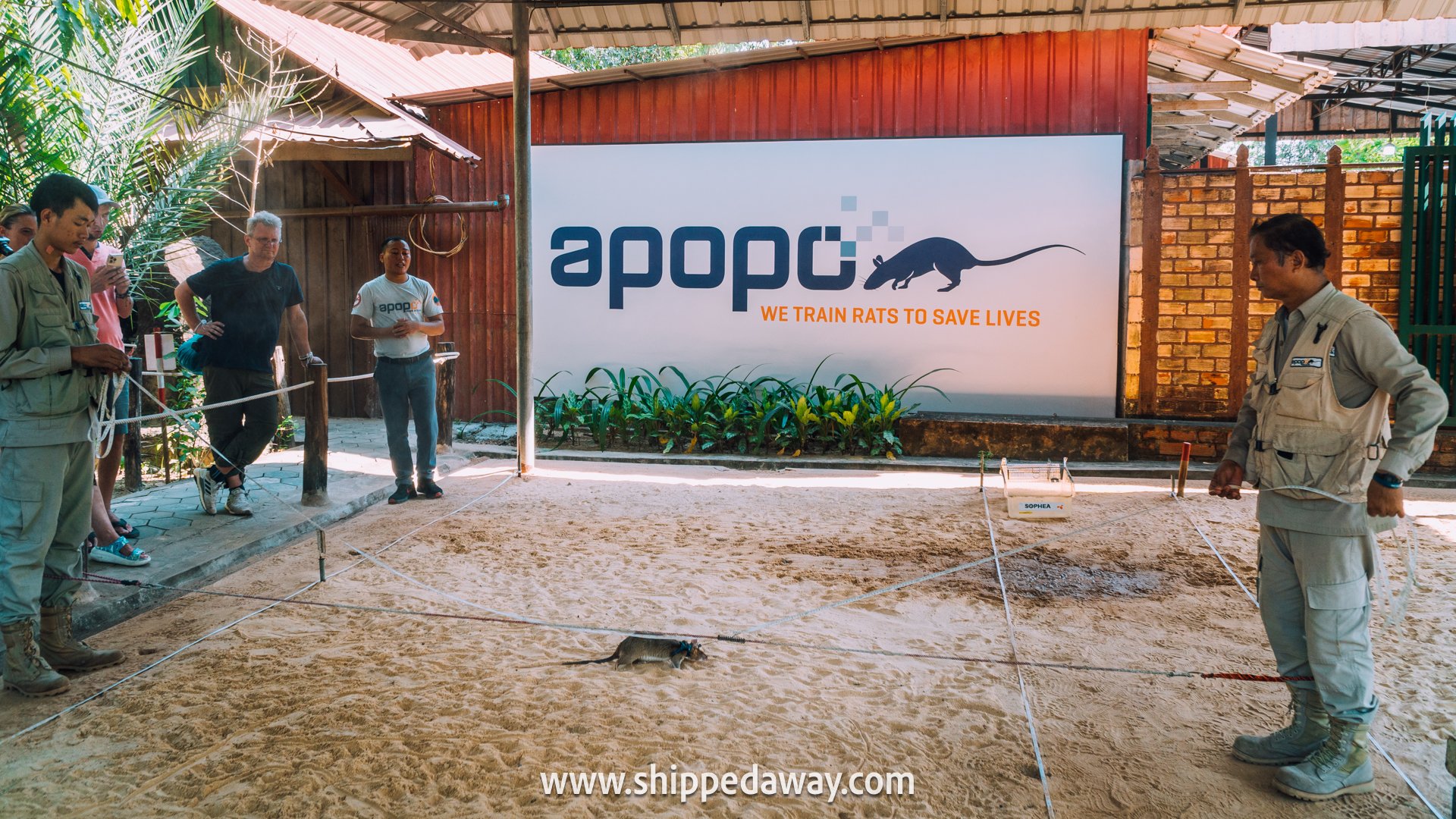 Hero rat sniffing for explosives at APOPO in Siem Reap, Cambodia