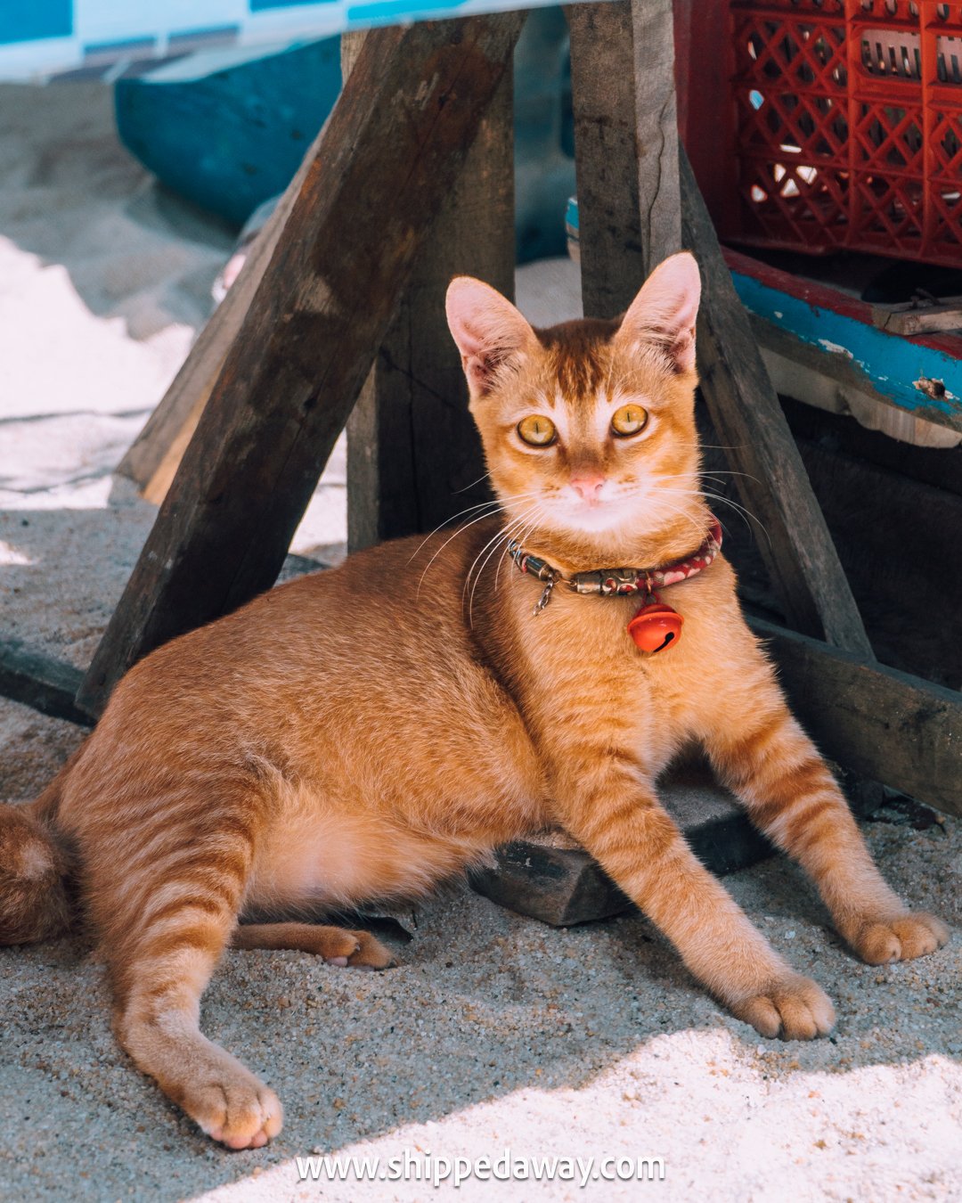 Cat in Moken Village, Surin Islands