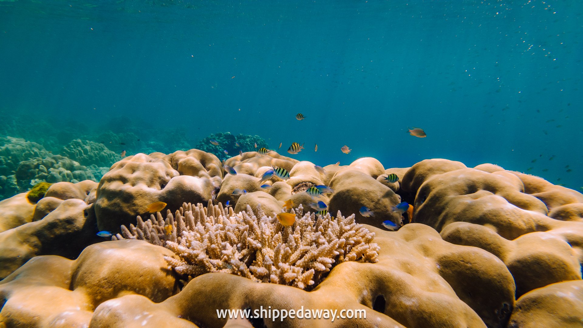 Colorful fish and corals of Surin Islands, Thailand