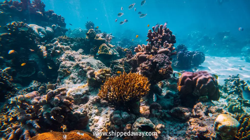 Big coral reef and lots of fish at Thailand's best snorkeling, Surin Islands