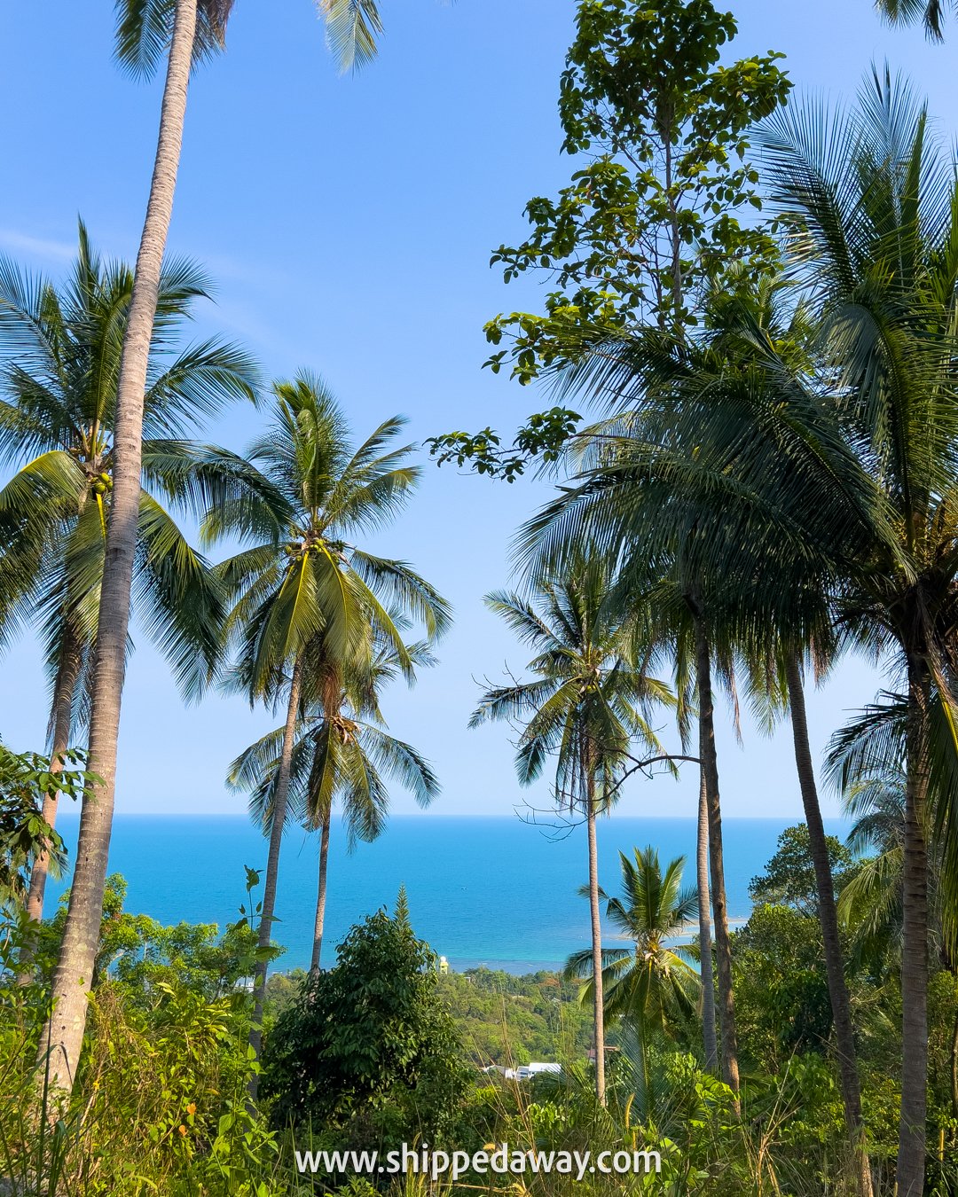 Palm trees, nature, jungle - Koh Samui, Thailand