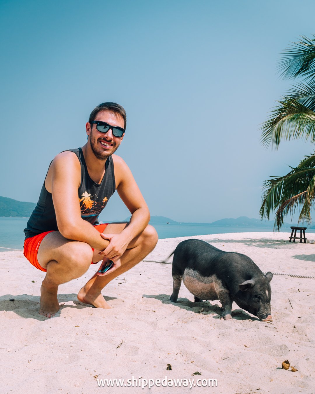 Tourist taking photo with a pig on Pig Island, Koh Samui, Thailand