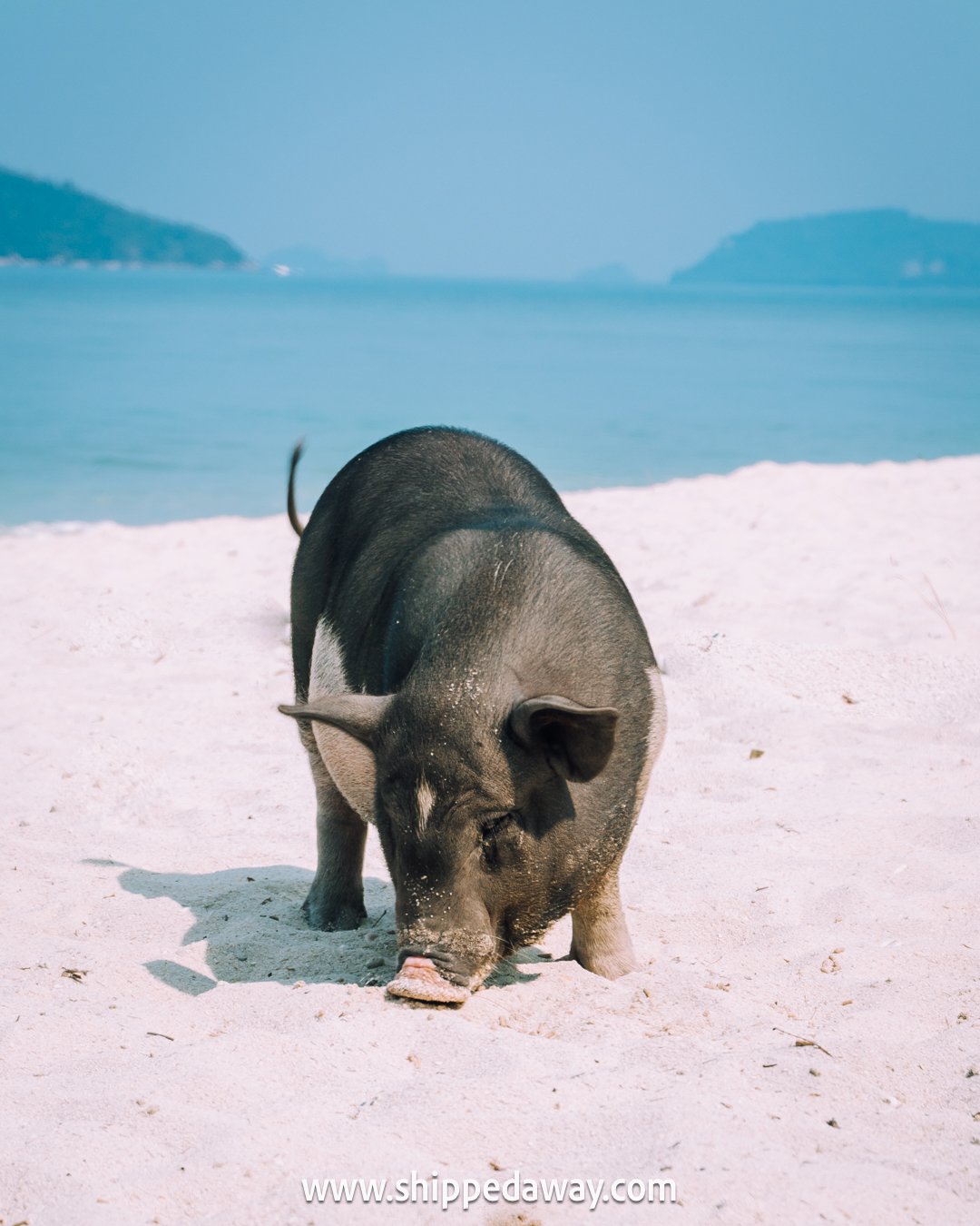 Pig on the white sand beach, Pig Island, Koh Samui, Thailand