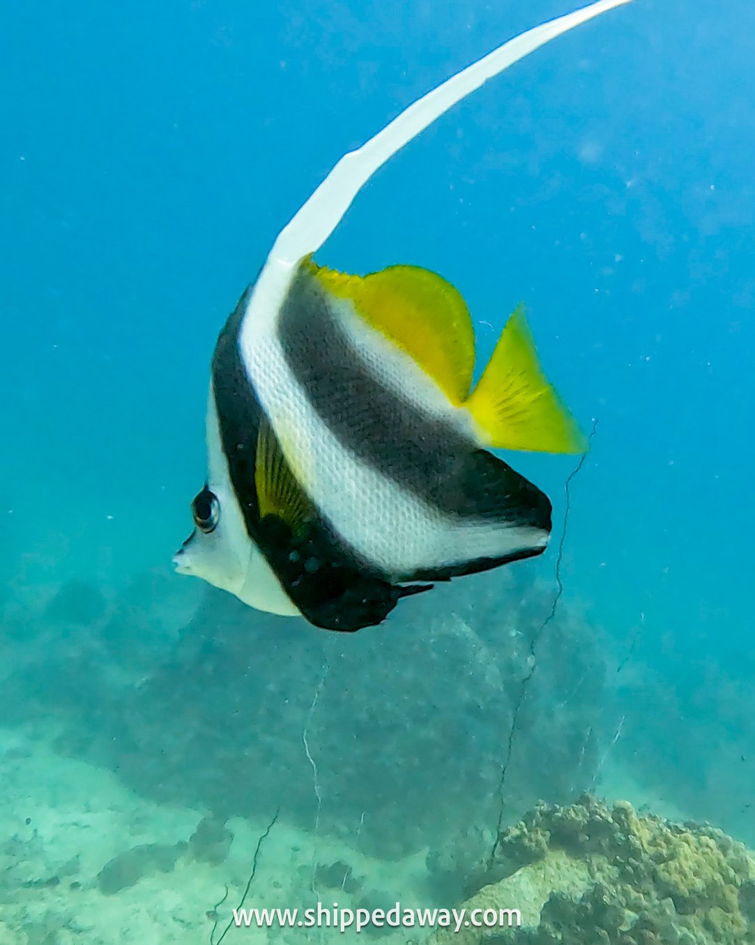Angelfish seen while scuba diving, snorkeling, freediving in Phi Phi Islands