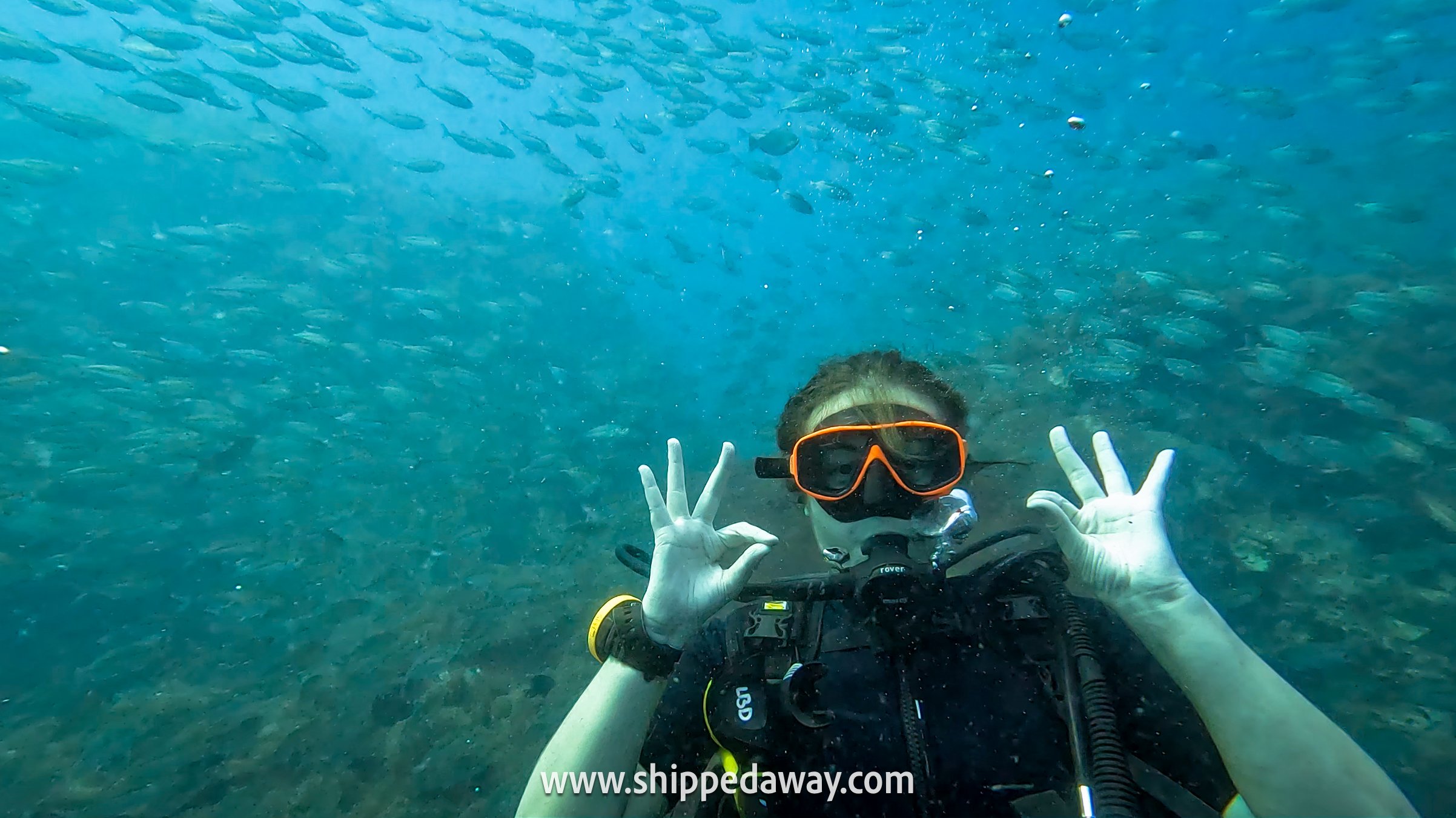 Scuba Diving among schools of fish in Koh Tao, Thailand