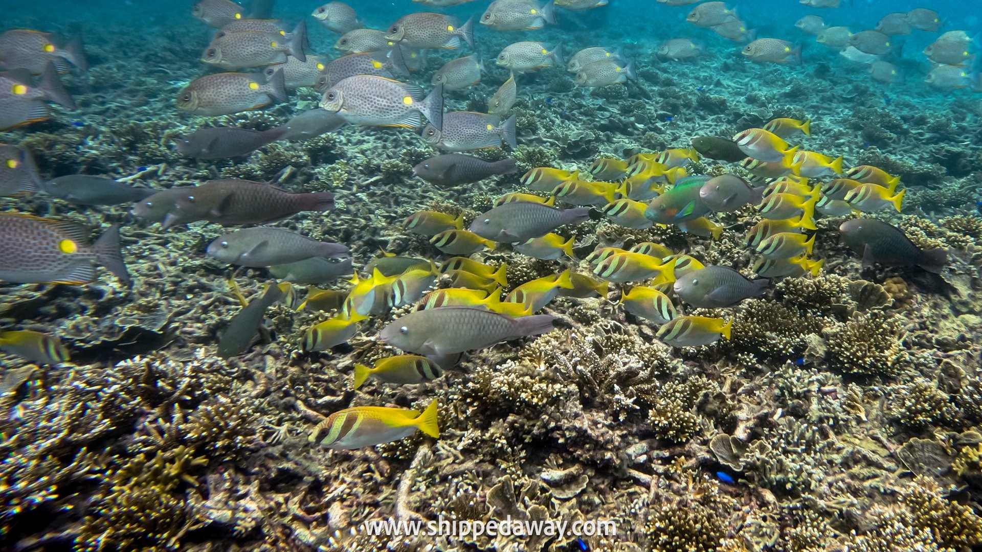 Snorkeling with fish on a day trip to Koh Nang Yuan from Koh Tao, Thailand