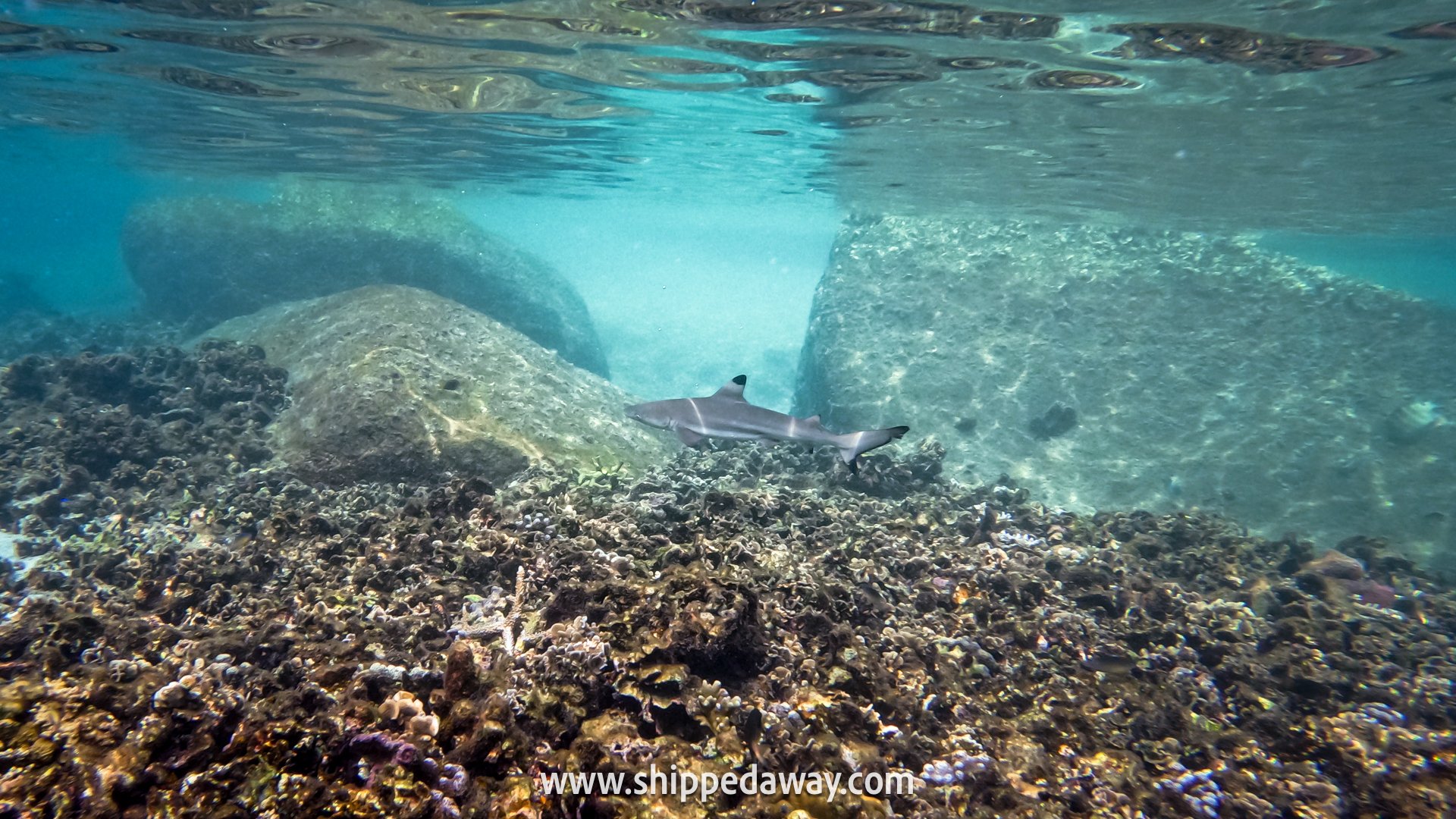 Top Things To Do in Koh Tao, Thailand - Snorkeling with black tip reef sharks, Koh Nang Yuan island