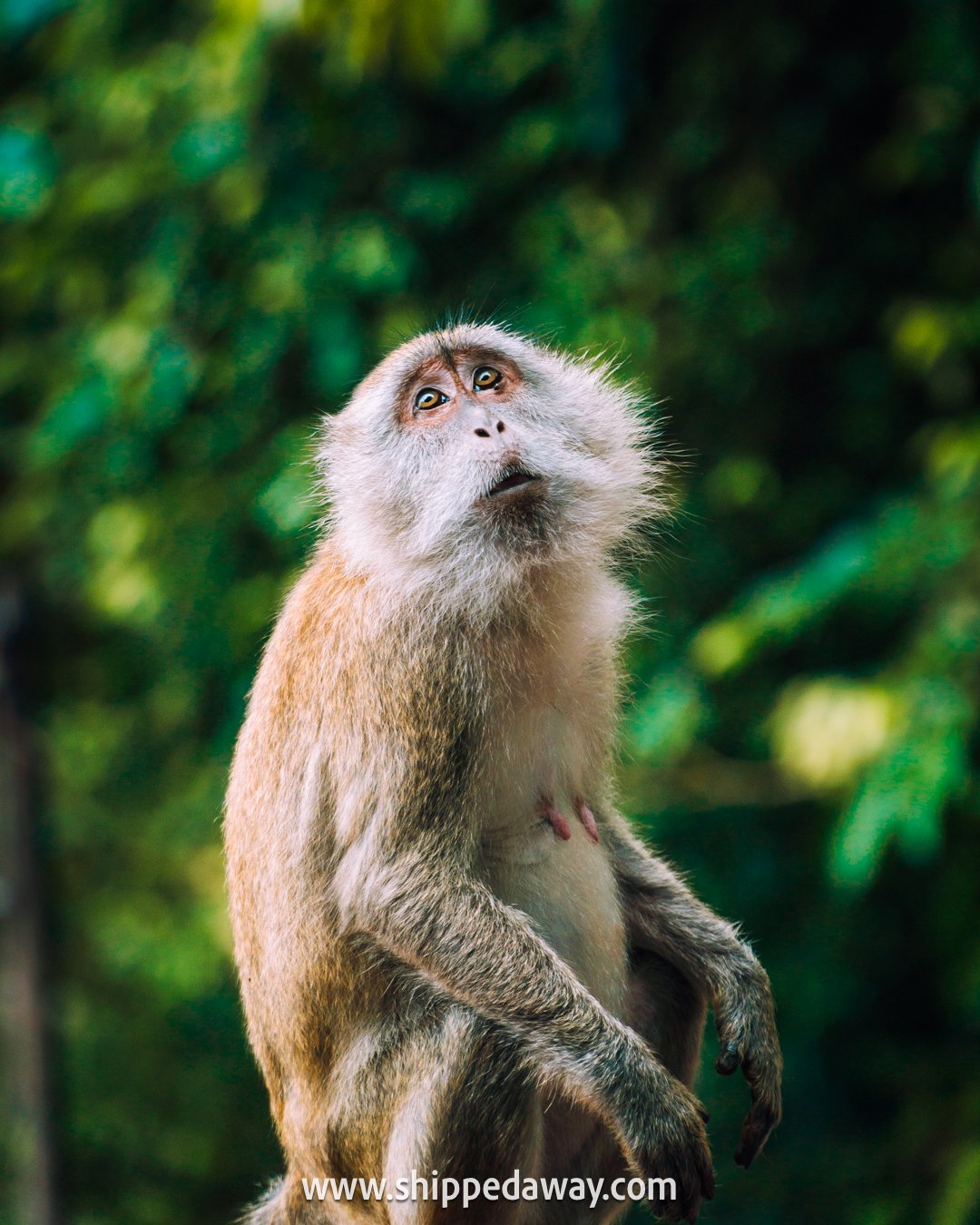 Monkey at Batu Caves, a top place to visit in Kuala Lumpur, Malaysia